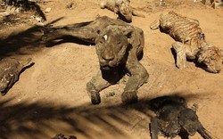 Động vật hóa xác ướp ở vườn thú dải Gaza