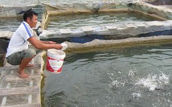Thoát nghèo nhờ nuôi cá trong hồ thủy điện