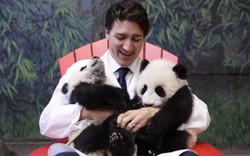 Thủ tướng Canada điển trai bồng bế gấu trúc cực đáng yêu