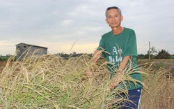 Đồng Nai: Dân trắng tay vì lúa lép hạt