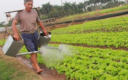 Dồn sức làm thương hiệu rau an toàn Mê Linh