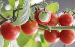 Mẹo rung cây giúp cà chua đậu quả sai trĩu trịt