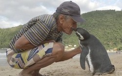 Chim cánh cụt bơi 8.000 km về thăm ân nhân