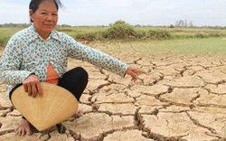 "Lúa khô cháy hết rồi, cho bò ăn mà bò còn... chê"