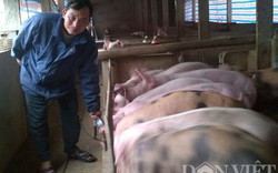 Cách làm… khác người của chủ trang trại lợn tiền tỷ