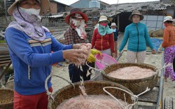 Mùa ruốc muộn mang tiền tỷ cho ngư dân Quảng Ngãi