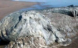 "Thủy quái" bầy nhầy dạt bờ biển Mexico