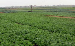 Hà Nam: Sản xuất rau theo công nghệ Nhật Bản