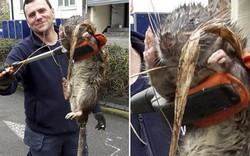 Ghê rợn chuột khổng lồ dài 1,2m ở Anh