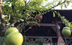 Quảng Ngãi: Độc, lạ cây bòng tây có trái hình hồ lô