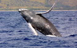 Top 10 loài cá voi nặng nhất thế giới