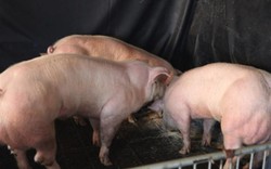 Tạo lợn siêu nạc bằng chỉnh sửa gen