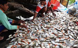 An Giang hỗ trợ 53 hộ nuôi cá bị thiệt hại