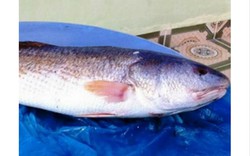 Lạ: Bắt được cá sủ vàng nặng 9kg trị giá cả tỷ đồng