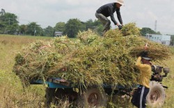 Tây Ninh: Nông nghiệp vẫn ổn định dù hạn hán gay gắt