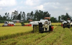 ĐBSCL: Sao nông dân trồng lúa mãi nghèo?