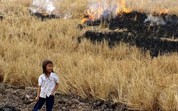 ĐBSCL: Chết khát vì khô mặn, đốt lúa "tế" trời