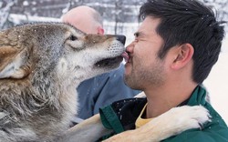 Ở nơi du khách được hôn chó sói