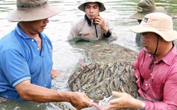 Cơ hội nào cho tôm, cá tra xuất khẩu?