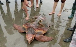 Từ chối 300 triệu, ngư dân thả rùa 70kg về biển
