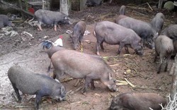 Mang 7 con lợn rừng về xóm núi làm giàu