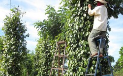 Làng Plei Lao tiễn biệt những ngày buồn