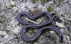 Cận cảnh loài rắn siêu tí hon cực lạ ở Việt Nam