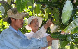 “Biệt đội” bao xoài thuê