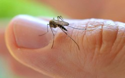 Viện Pasteur: Khả năng virus Zika đã lây nhiễm tại TP.HCM