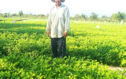 Ninh Thuận: 492ha đất sử dụng hệ thống tưới tiết kiệm