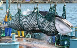 Nhật bị chỉ trích vì giết hại 333 cá voi mũi nhọn