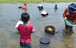 LẠ: Hến xuất hiện nhiều trên sông suối ở vùng cao Quảng Nam