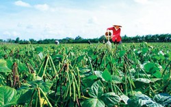 Càng nắng, nông dân Cà Mau càng trúng vụ đậu xanh