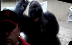 Video khỉ đột 2 tạ tức tối đòi đánh khách quay "tự sướng"