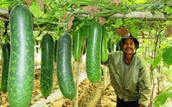 Quảng Nam ứng dụng chế phẩm sinh học trong nông nghiệp