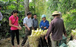 Yên Bái dành 100 tỷ đồng hỗ trợ sản xuất nông-lâm nghiệp và thủy sản