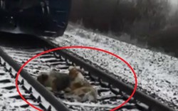 Chó anh bất chấp nguy hiểm đem thức ăn, ủ ấm chó em trên đường ray tàu hỏa