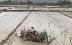 Quảng Ngãi: Nông dân đón năm mới ngoài đồng