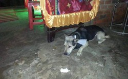 Hot facebook: “Rớt nước mắt” chú chó bỏ ăn “đi” theo chủ đã mất