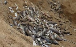 Phát hiện, tiêu hủy hơn 20 tấn cá biển nhiễm độc do sự cố Formosa