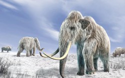 Phát hiện “của quý” voi ma mút 700.000 năm tuổi ở Anh?