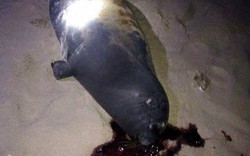 Bình Thuận: Hải cẩu thường lên bờ đùa với người bị đánh chết