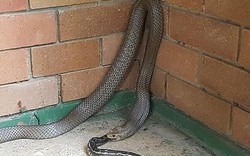 Úc: Hết hồn phát hiện rắn cực độc đang ăn thịt trăn