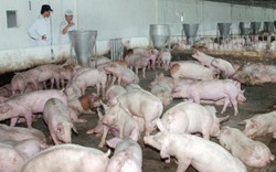 Sẽ đàm phán với Trung Quốc để xuất khẩu lợn hơi chính ngạch