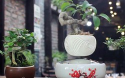 "Mắt chữ A mồm chữ O" xem ‎siêu phẩm bonsai bay giữa Hà thành