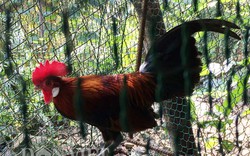 Thuần hóa gà rừng: Dễ hay khó?