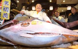 Cá ngừ hơn 2 tạ được bán với giá gần 15 tỷ đồng ở Nhật