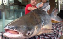 Chi hơn 100 triệu đưa “thủy quái” từ Campuchia về Hà Nội
