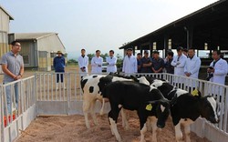 Trung tâm gia súc lớn tiếp nhận 4 bê đực giống cao sản