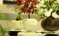 Săn bonsai bay, xoay tròn trên không trung chơi Tết